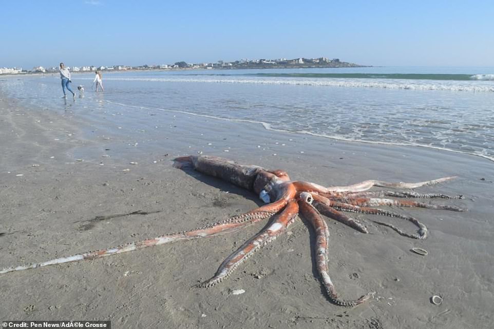 Több, mint 4 méter hosszú óriás tintahal tetemet találtak Dél-Afrika partjainál
