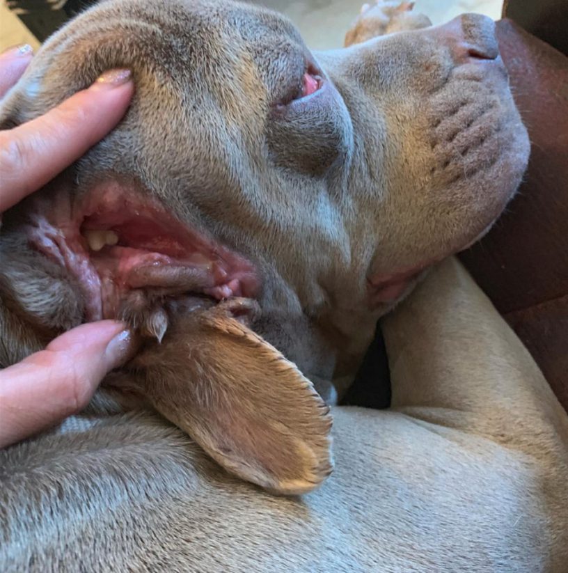 Egy kutyának fogak nőttek ki a füléből!