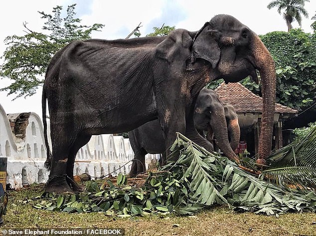 Szívszorító képek napvilágra az elefántról, melyet tulajdonosai jelmezekben kényszerítenek parádézni